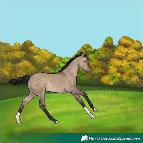 Horse Color:Brown Dun 