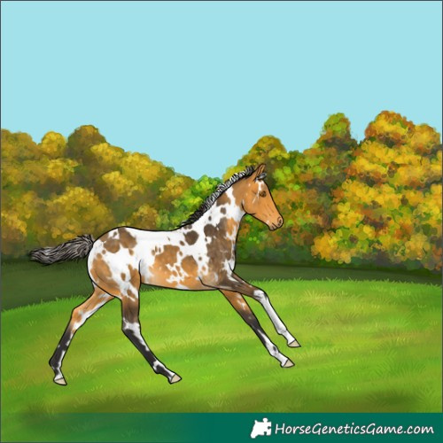 Horse Color:White Spotted Buckskin