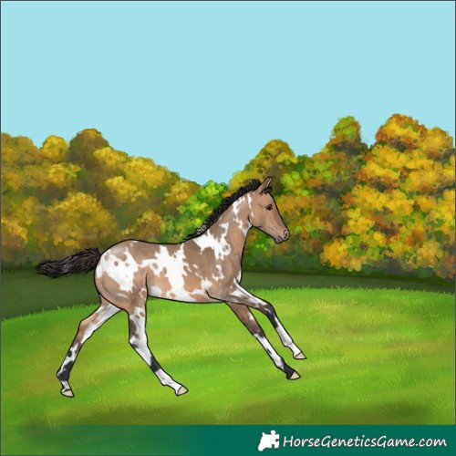Horse Color:White Spotted Bay Dun 