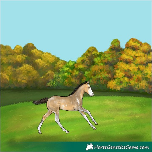 Horse Color:Buckskin Dun Sabino