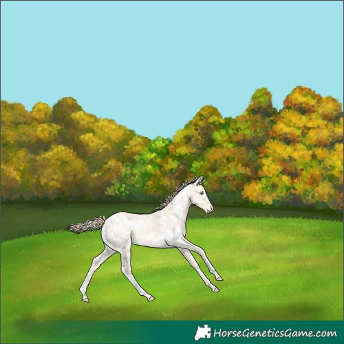 Horse Color:White Spotted Perlino Dun