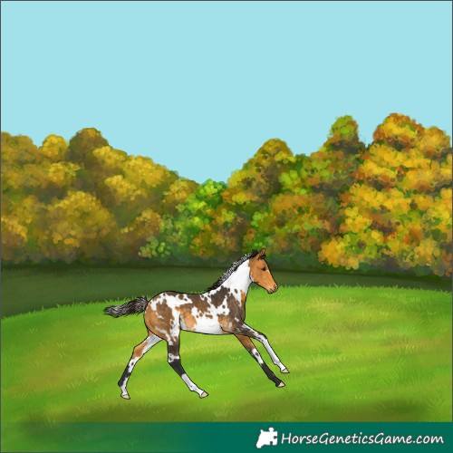 Horse Color:White Spotted Buckskin 