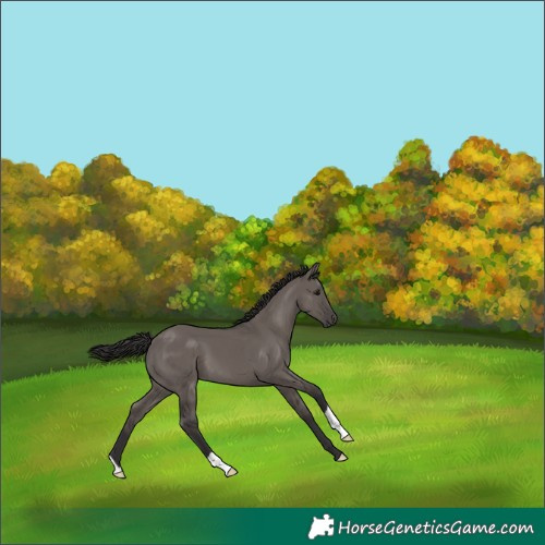 Horse Color:Smoky Grullo 