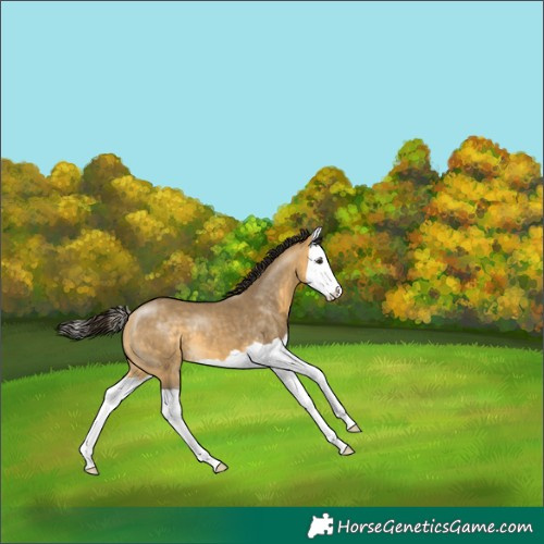 Horse Color:Buckskin Dun Splash 