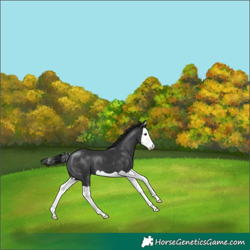 Horse Color:Black Splash 