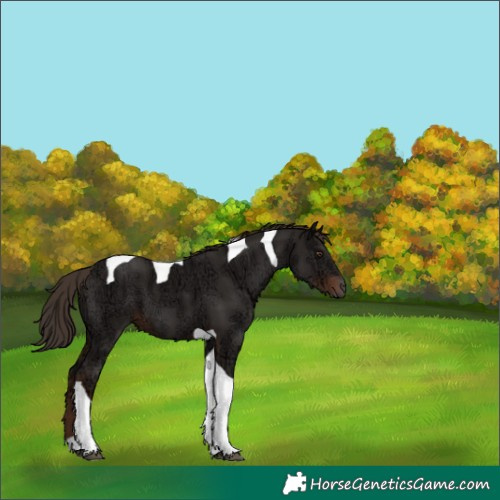 Horse Color:Liver Chestnut Ice Tobiano 