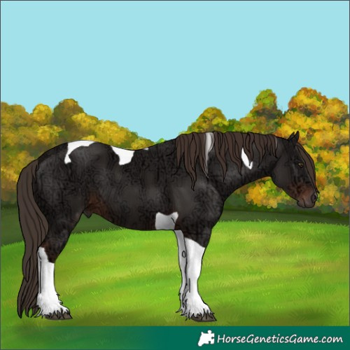 Horse Color:Liver Chestnut Ice Tobiano 