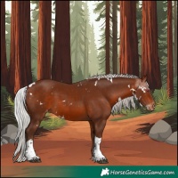 Horse Color:White Spotted Silver Bay Tobiano Skewed Appaloosa Rabicano