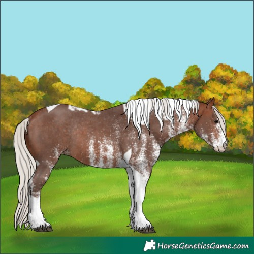 Horse Color:White Spotted Silver Bay Tobiano Skewed LP Spotted Rabicano 