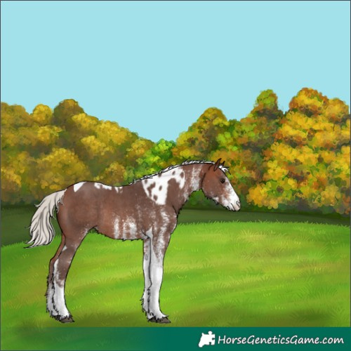 Horse Color:White Spotted Silver Bay Tobiano Skewed Appaloosa Rabicano 