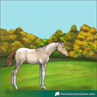 Horse Color:Buckskin Pearl Tobiano 