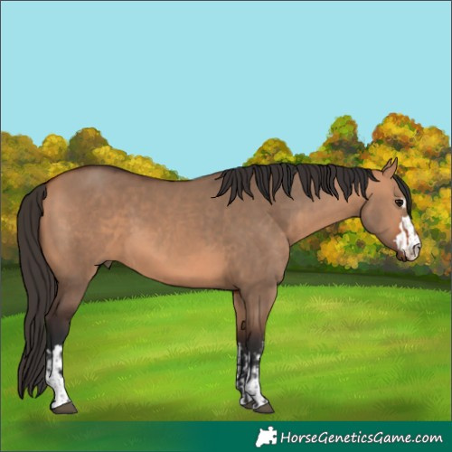 Horse Color:Bay Dun and Bay Dun