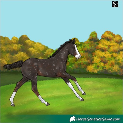 Horse Color:Liver Chestnut Splash Appaloosa 