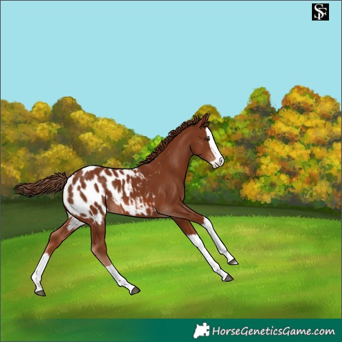 Horse Color:Chestnut Splash Appaloosa 