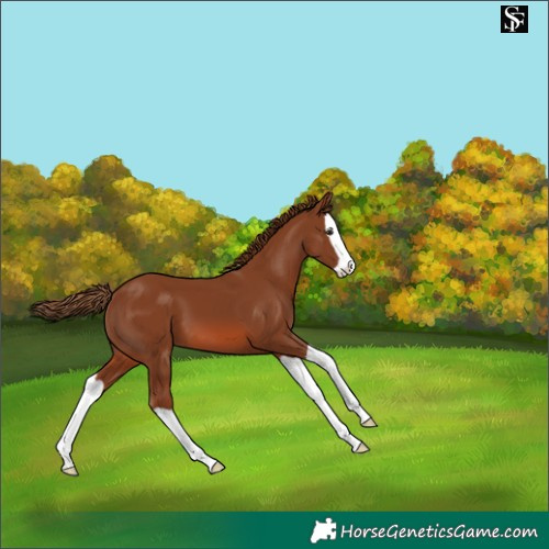 Horse Color:Chestnut Splash Varnish 