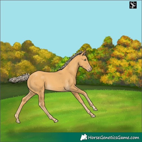 Horse Color:Gold Cream Champagne 
