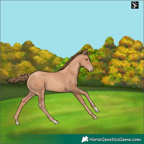 Horse Color:Gold Champagne 
