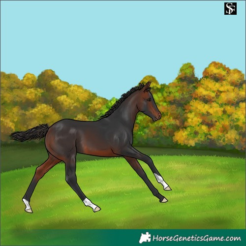 Horse Color:Bay 