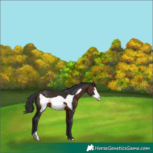 Horse Color:Brown Frame 