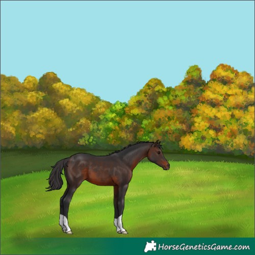 Horse Color:Brown 