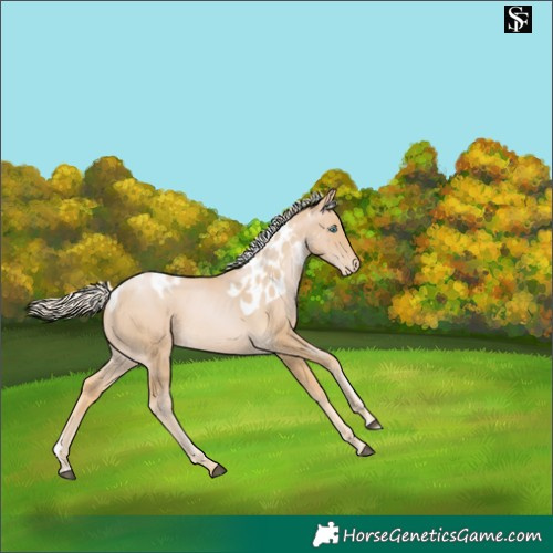 Horse Color:Palomino Pearl Skewed Appaloosa 