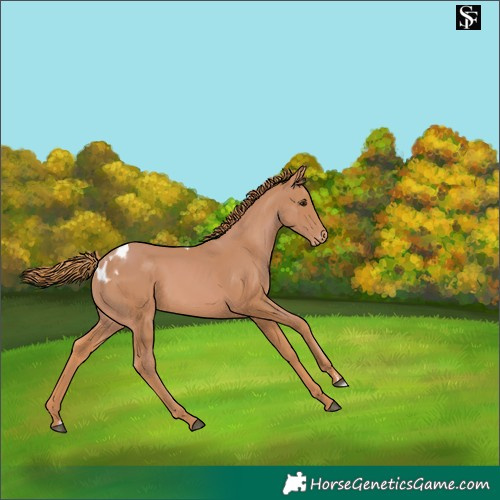 Horse Color:Chestnut Skewed Appaloosa 