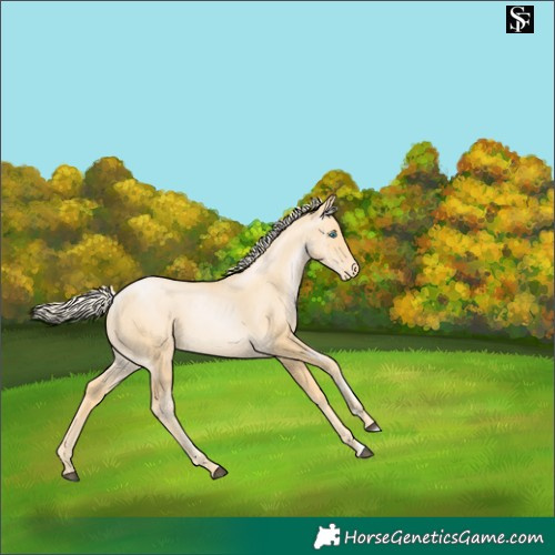 Horse Color:Palomino Pearl Skewed Appaloosa 