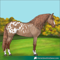 Horse Color:Red Dun Appaloosa
