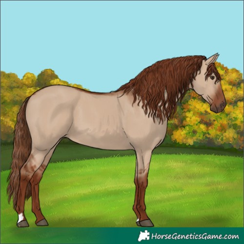 Horse Color:Red Dun 