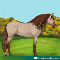 Horse Color:Red Dun