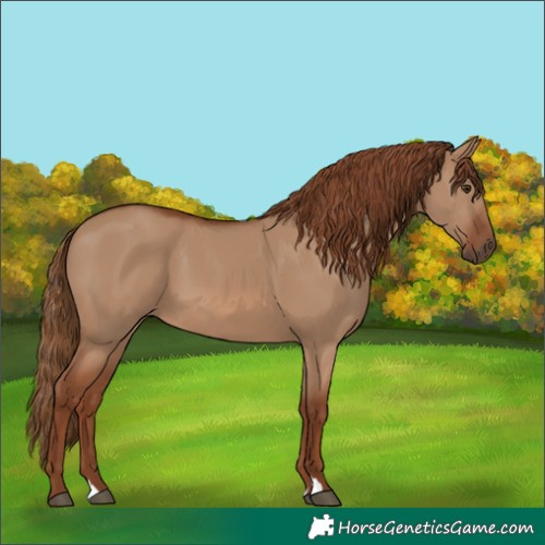 Horse Color:Red Dun