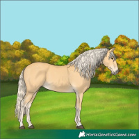 Horse Color:Palomino