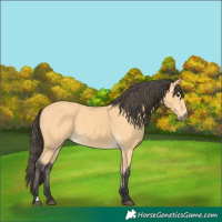Horse Color:Buckskin
