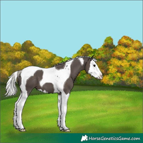 Horse Color:Silver Black Splash Tobiano 