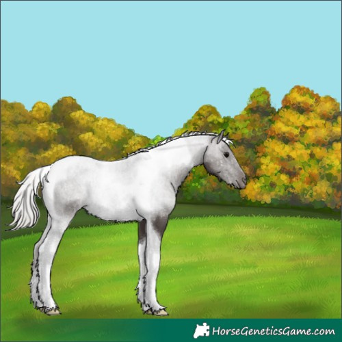 Horse Color:Silver Black Tobiano 