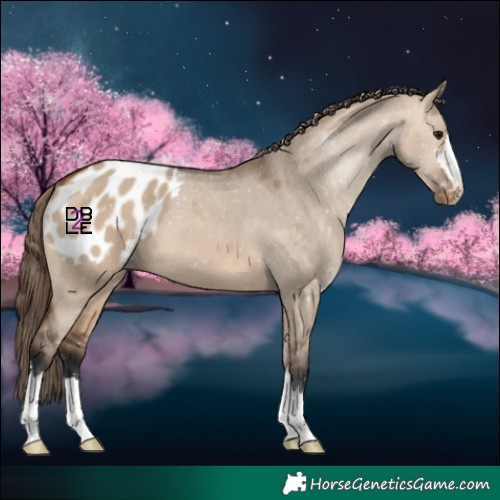 Horse Color:Bay Dun Blanket