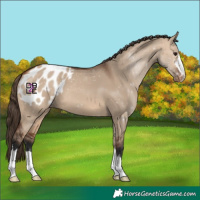 Horse Color:Bay Dun Appaloosa 