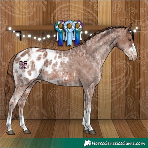Horse Color:Chestnut Ice Appaloosa 
