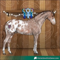 Horse Color:Chestnut Ice Appaloosa 