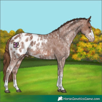 Horse Color:Chestnut Ice Appaloosa 