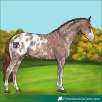 Horse Color:Chestnut Ice Appaloosa 