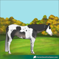 Horse Color:Black Splash Tobiano