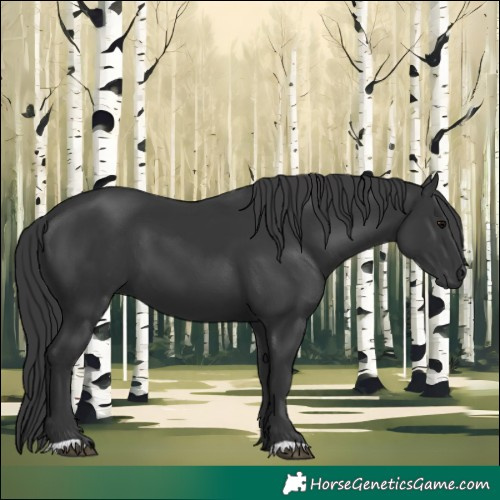Horse Color:Black 