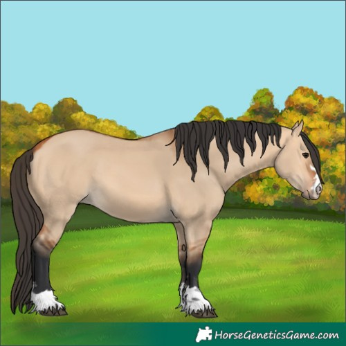 Horse Color:Bay Dun 