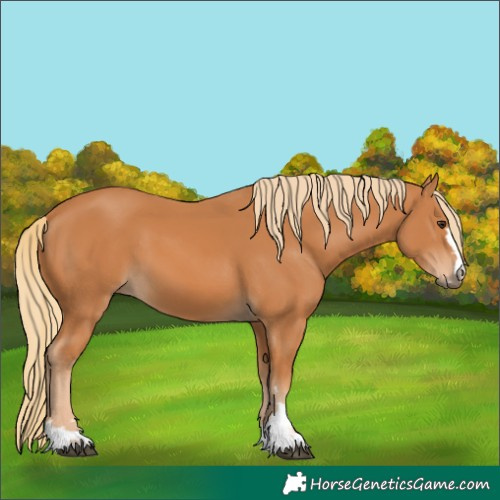 Horse Color:Chestnut 