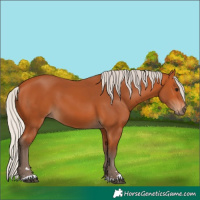 Horse Color:Silver Bay 