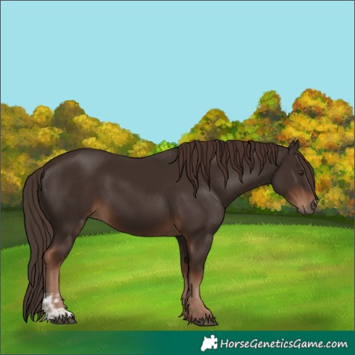 Horse Color:Liver Chestnut  and Liver Chestnut 