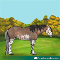 Horse Color:Bay Dun  and Bay Dun Splash 