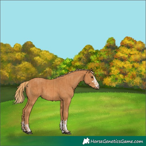 Horse Color:Chestnut and Chestnut