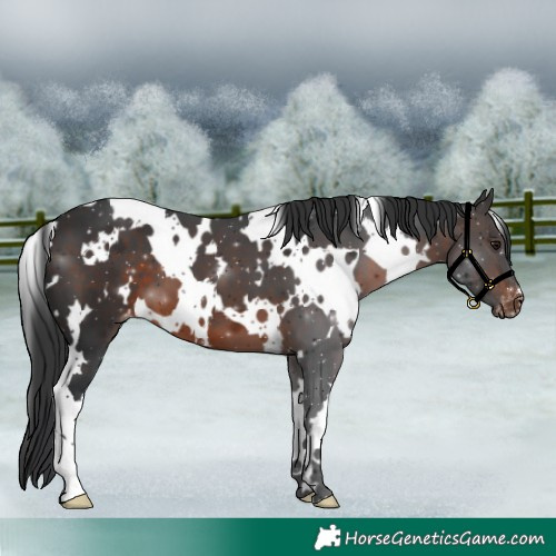 Horse Color:White Spotted Brown Blanket 